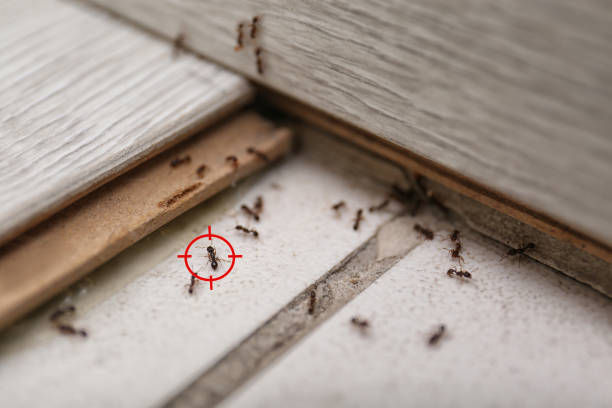 Best Pest Control Near Me in Ilchester, MD